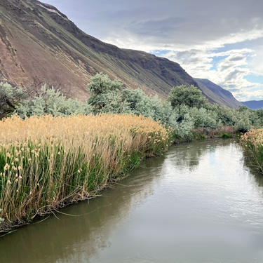 creekside marsh, Lower Crab creek bridge, SW Grant County, Washington