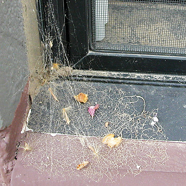 Dictyna web in school window W of cemetery, Royal City, Washington