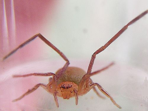 Ebo evansae from pine cone, cemetery, Royal City, Washington
