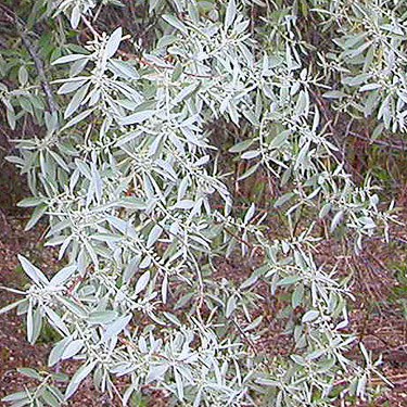 Russian olive foliage south of cemetery, Royal City, Washington