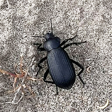 Eleodes tenebrionid beetle, Lower Crab creek bridge, SW Grant County, Washington