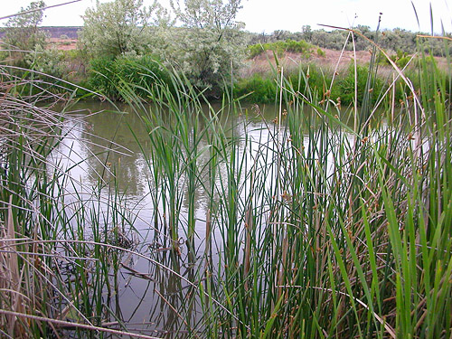 emergent foliage along creek, Lower Crab creek bridge, SW Grant County, Washington