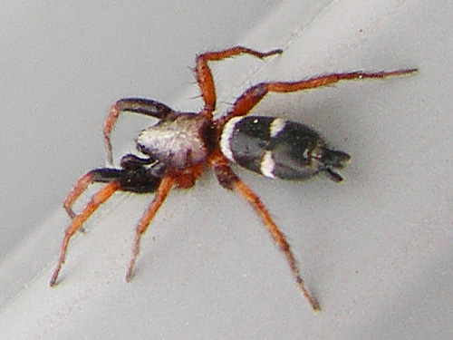 Poecilochroa columbiana on shed, cemetery, Royal City, Washington