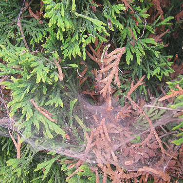 hololena web on junper, cemetery, Royal City, Washington
