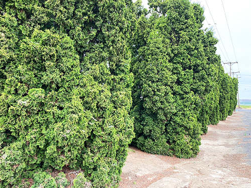 juniper shrubs at edge of cemetery, Royal City, Washington