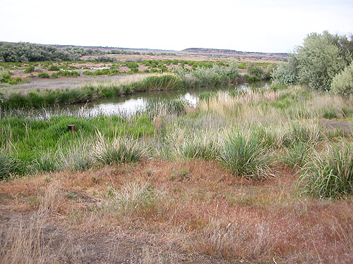 meadow at Lower Crab creek bridge, SW Grant County, Washington
