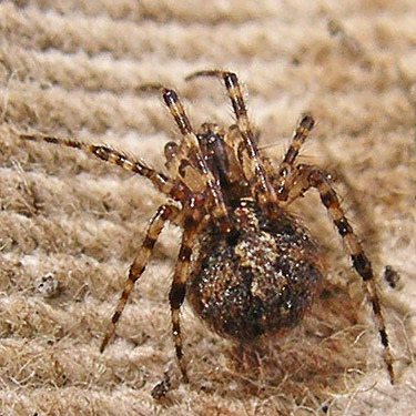 female spider Theridion melanurum, cemetery, Royal City, Washington