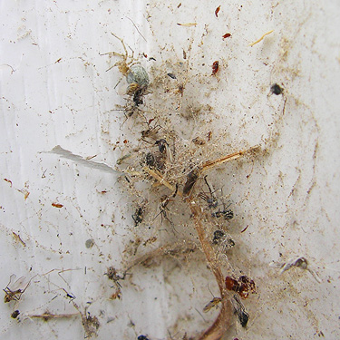 messy web of Dictyna calcarata, cemetery, Royal City, Washington