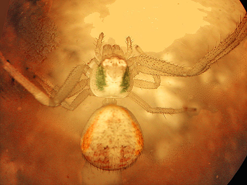 female Misumenops lepidus spider, cemetery, Royal City, Washington