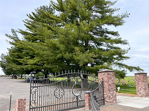eastern white pine trees at south edge of cemetery, Royal City, Washington