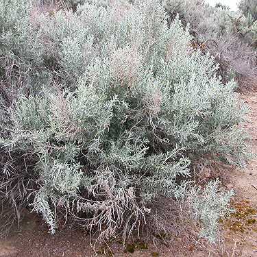 sagebrush shrub at cemetery, Royal City, Washington