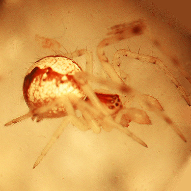 undetermined Theridion from Royal City Cemetery, Washington