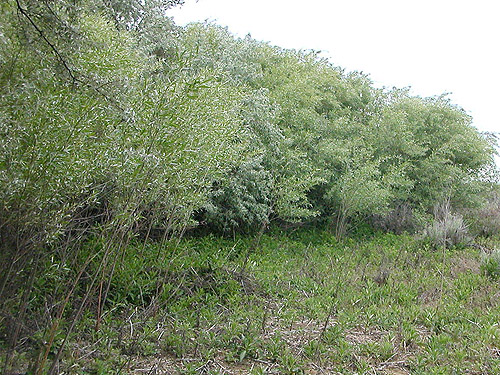Russian olive thicket south of cemetery, Royal City, Washington