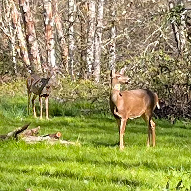mule deer in woods, Ryderwood Pond, Cowlitz County, Washington