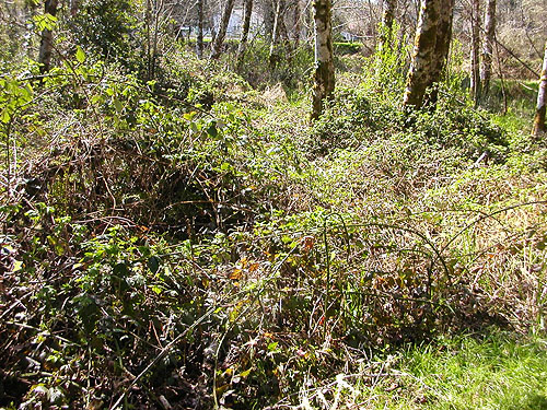 habitat-destroying blackberry, Ryderwood Pond, Cowlitz County, Washington