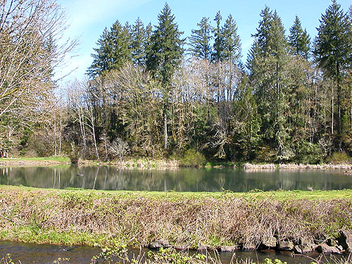dike-like dam between Campbell Creek and Ryderwood Pond, Cowlitz County, Washington,