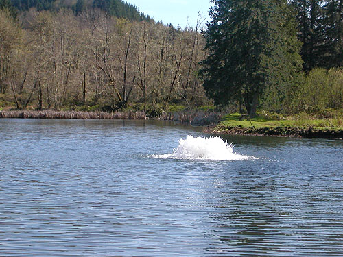 aeration of Ryderwood Pond, Cowlitz County, Washington