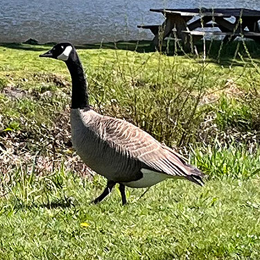 canada goose on land, Ryderwood Pond, Cowlitz County, Washington