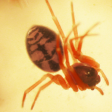 spider Grammonota kincaidi from conifers, Ryderwood Pond, Cowlitz County, Washington