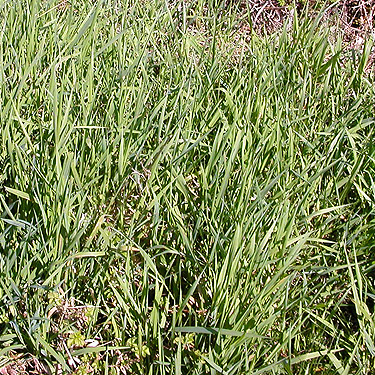 new-grown grass, Ryderwood Pond, Cowlitz County, Washington,