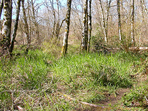 grass understory of alder stand, Ryderwood Pond, Cowlitz County, Washington