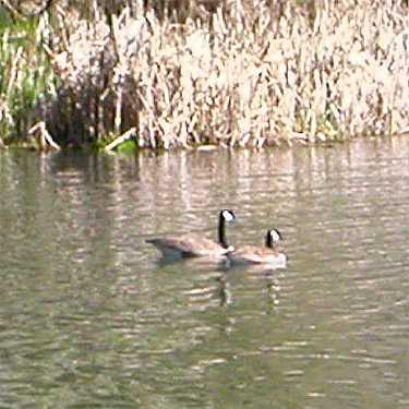 Canada geese on Ryderwood Pond, Cowlitz County, Washington