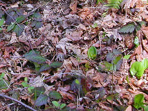 alder leaf litter, Ryderwood Pond, Cowlitz County, Washington