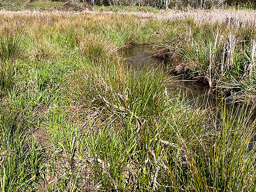 grassy marsh, Ryderwood Pond, Cowlitz County, Washington
