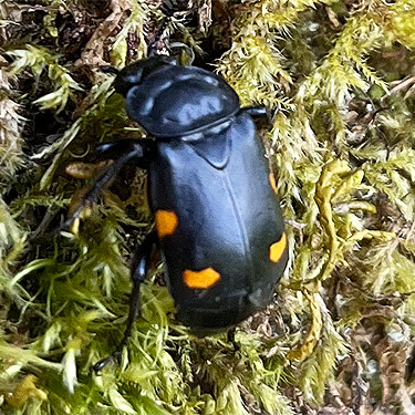 Nicrophorus burying beetle, Ryderwood Pond, Cowlitz County, Washington