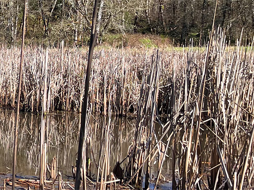 cattail marsh, Ryderwood Pond, Cowlitz County, Washington