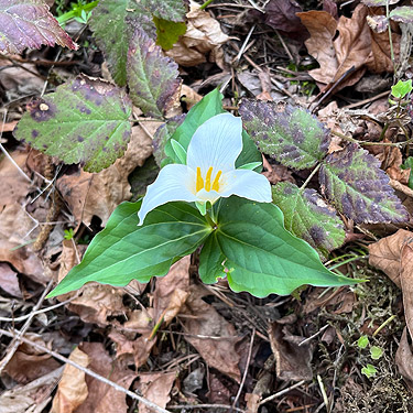 early spring Trillium ovatum at Ryderwood Pond, Cowlitz County, Washington