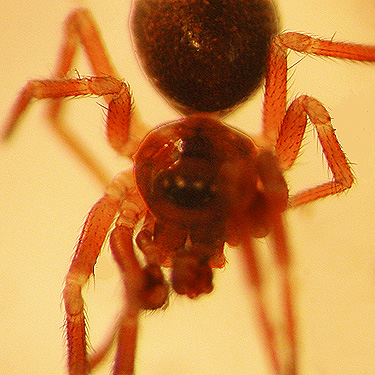 male spider Zygottus corvallis from leaf litter, Ryderwood Pond, Cowlitz County, Washington