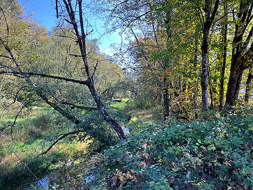 woods and meadow blocked by blackberry, Cowlitz River SW of Salkum, Washington