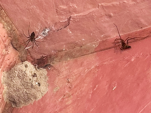 spiders Calymmaria suprema in outhouse, Cowlitz River SW of Salkum, Washington