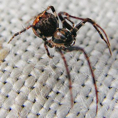 pirate spider Ero canionis from moss, Spencer Road SW of Salkum, Lewis County, Washington