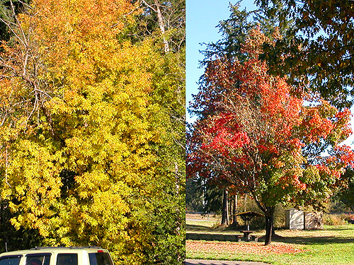 fall color at a rest area S of Chehalis, WA on 13 October 2024