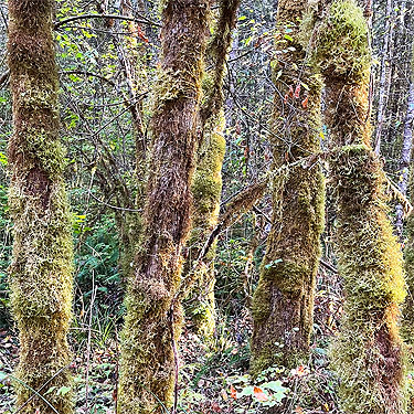 mossy young-cottonwood stand, Spencer Road SW of Salkum, Lewis County, Washington