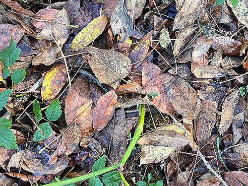 cottonwood leaf litter, Spencer Road SW of Salkum, Lewis County, Washington