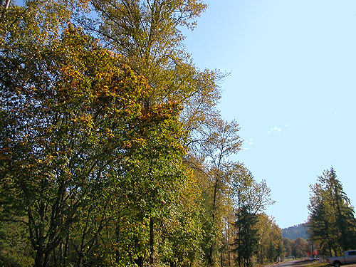 row of cottonwood trees, Cowlitz River SW of Salkum, Lewis County, Washington