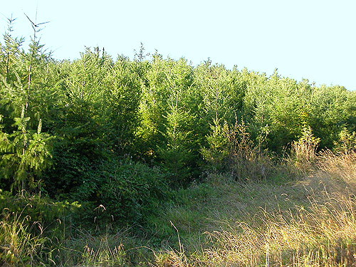 Port Blakely Tree Farm property, Fullerer Road SW of Salkum, Lewis County, Washington