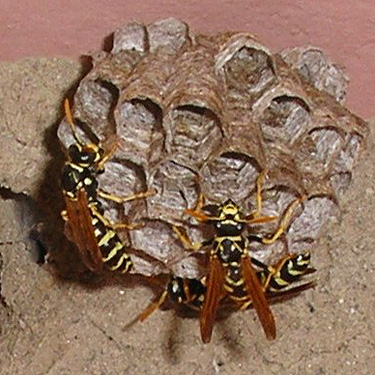 Polistes dominula nest in outhouse, Cowlitz River SW of Salkum, Washington