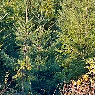 young Douglas-fir, Fullerer Road SW of Salkum, Lewis County, Washington