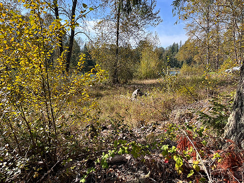 dry grass field, Cowlitz River SW of Salkum, Lewis County, Washington