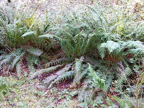 fern understory, Spencer Road SW of Salkum, Lewis County, Washington