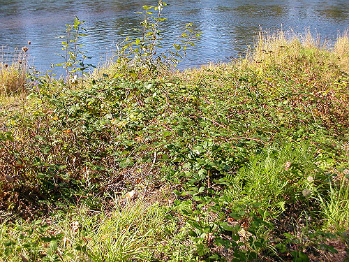 blackberry thicket, Cowlitz River SW of Salkum, Washington