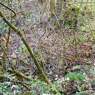 barely penetrable brush in understory, Spencer Road SW of Salkum, Lewis County, Washington