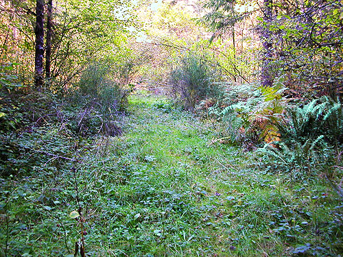 forest road/trail reaches cottonwood stand, Spencer Road SW of Salkum, Lewis County, Washington