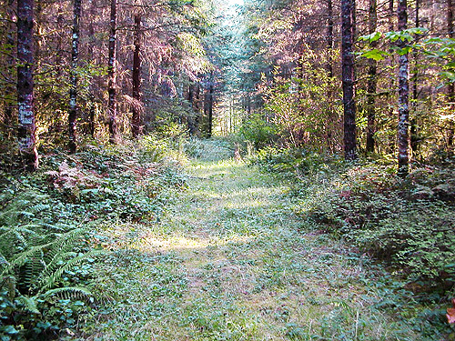 Manke Timber road, Spencer Road SW of Salkum, Lewis County, Washington