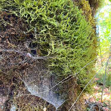 moss and Calymmaria web on cottonwood trunk, Cowlitz River SW of Salkum, Lewis County, Washington