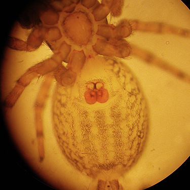 ventral view of female spider Neon reticulatus, Cowlitz River SW of Salkum, Lewis County, Washington